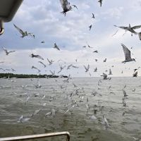 Eagle feeding ico