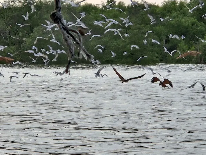 Eagle feeding Picture 4