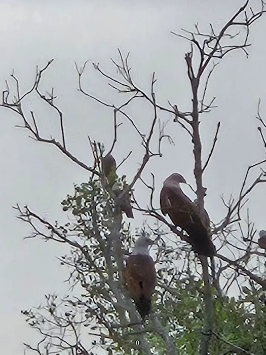 Eagle feeding Picture 3