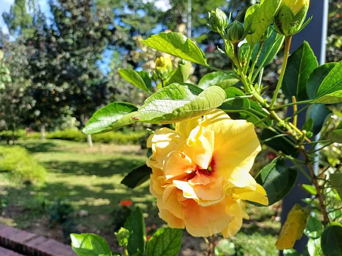 Hibiscus Garden Picture 7