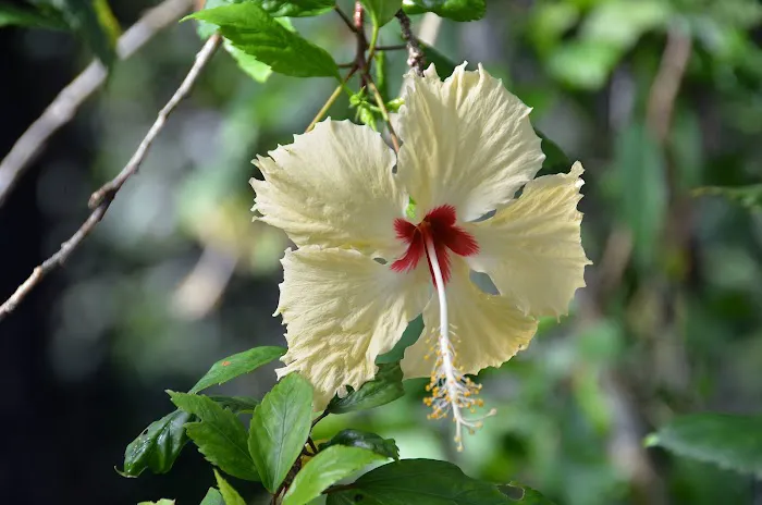 Hibiscus Garden Picture 2