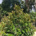 Kebun Durian Taching