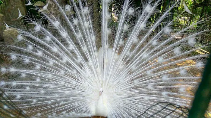 Oasis Garden Picture 3