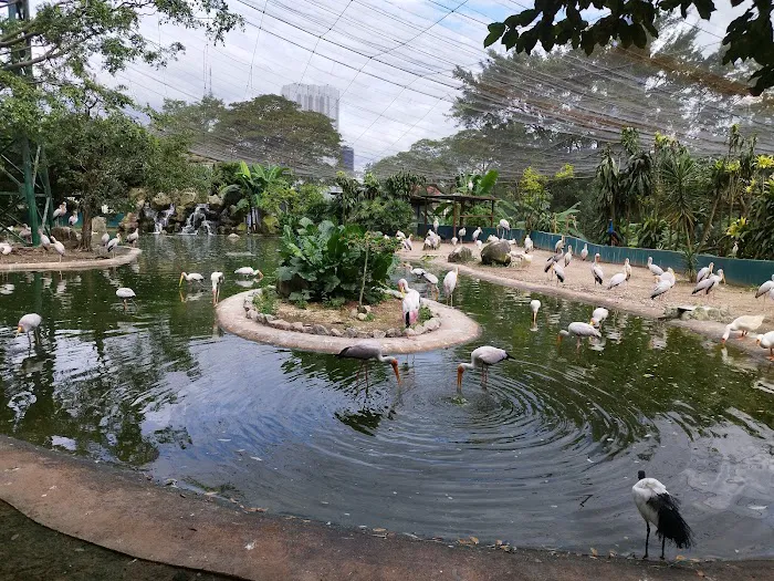Bird School At KL Bird Park Picture 3