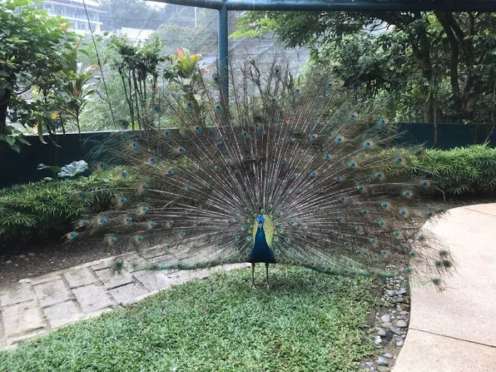 Bird School At KL Bird Park Picture 1