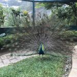 Bird School At KL Bird Park
