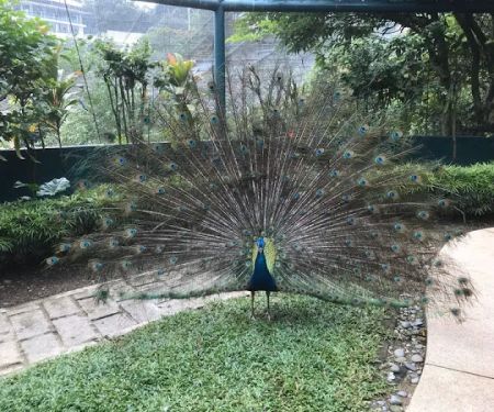 Bird School At KL Bird Park