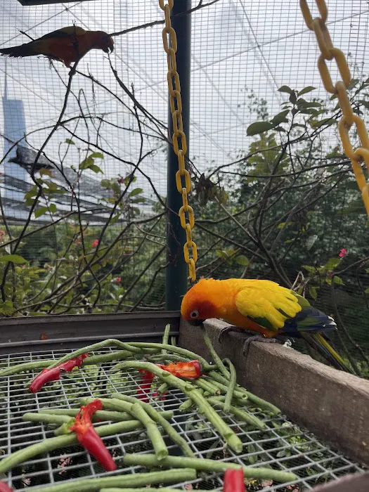 Bird School At KL Bird Park Picture 6
