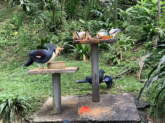 Bird School At KL Bird Park Picture 5