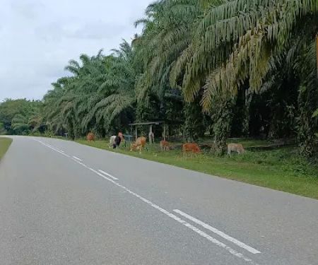KAWASAN LEMBU