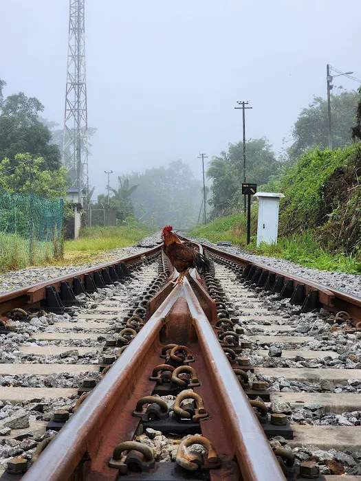 Old Arch Railway Bridge (Kuala Lipis) Picture 6