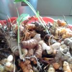 Nurina-Atiqah Homestay