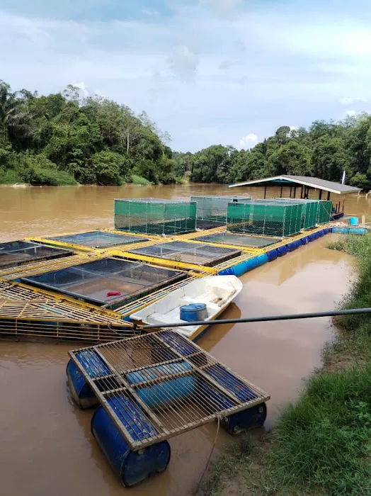 Lipis Riverfront Resort Picture 4