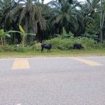KAWASAN LEMBU