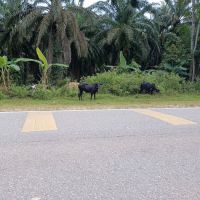 KAWASAN LEMBU ico