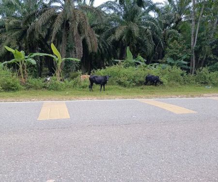 KAWASAN LEMBU