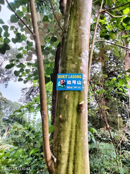 Bukit Lagong Trail Viewpoint Picture 3