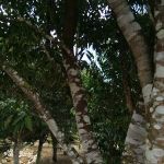 Perigi Sejarah Mat Kilau