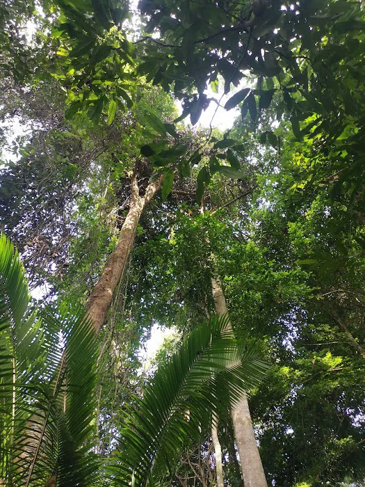 Bukit Lagong Trail Head Picture 10