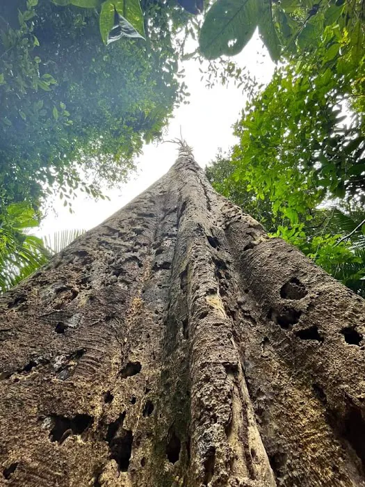 Bukit Lagong Trail Head Picture 7
