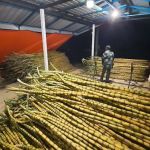 RIMBUNAN HIJAU AGROFARM