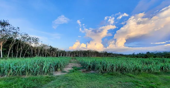 RIMBUNAN HIJAU AGROFARM Picture 3