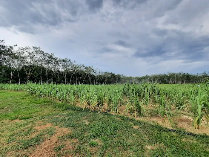 RIMBUNAN HIJAU AGROFARM Picture 9