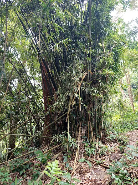 Bukit Lanjan Picture 4