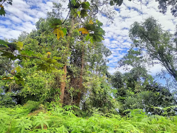 Bukit Lagong Peak (Trig Station) Picture 9