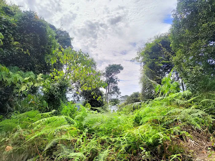 Bukit Lagong Peak (Trig Station) Picture 8
