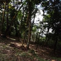 Fencing Kiara hill ico
