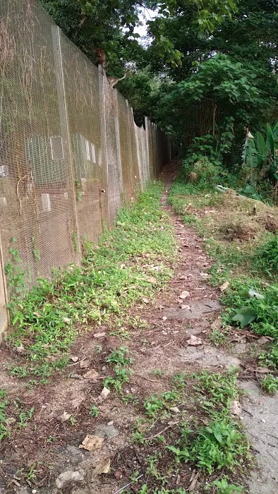 Jalan Tikus Bukit Kiara Picture 5