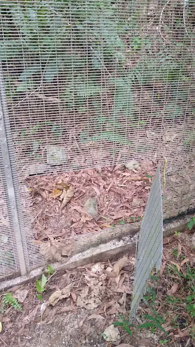 Jalan Tikus Bukit Kiara Picture 3