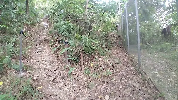 Jalan Tikus Bukit Kiara Picture 4