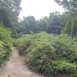 Bukit Kiara Peak