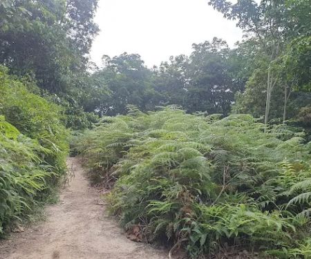 Bukit Kiara Peak
