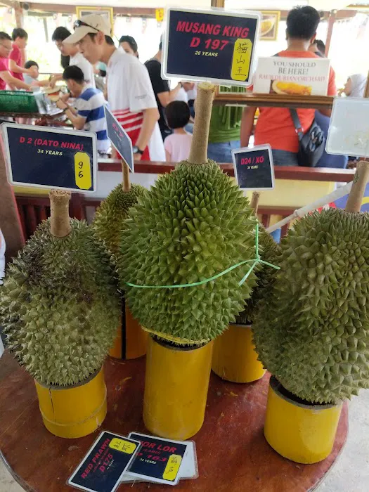 Raub Durian Orchard Picture 9