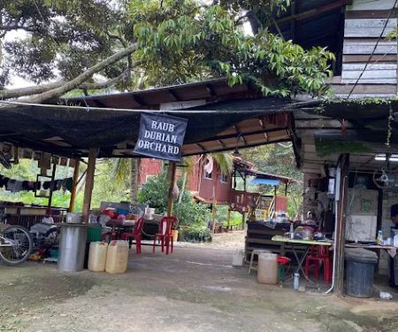 Raub Durian Orchard