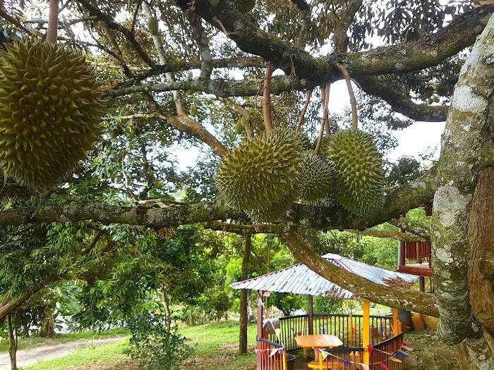 Raub Durian Orchard Picture 10
