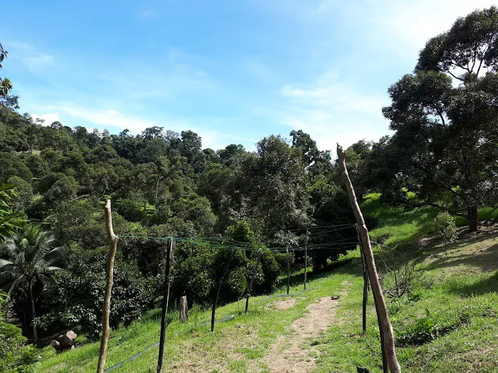 Raub Durian Orchard Picture 8