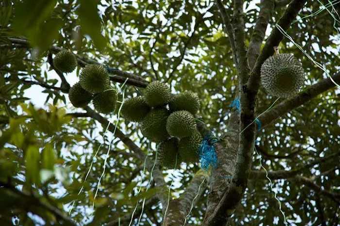 Raub Durian Orchard Picture 6