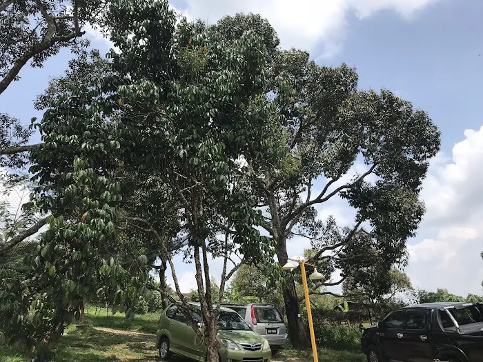 Raub Durian Orchard Picture 7
