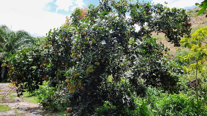 Taman Penjom Indah Picture 1