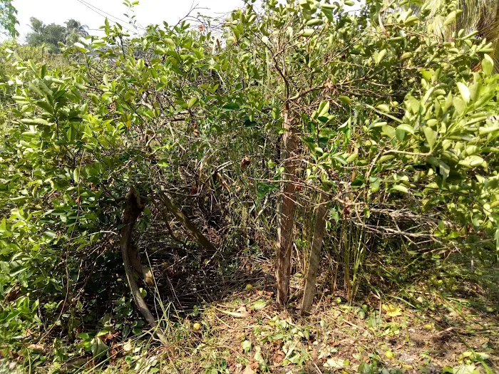 Taman Penjom Indah Picture 6
