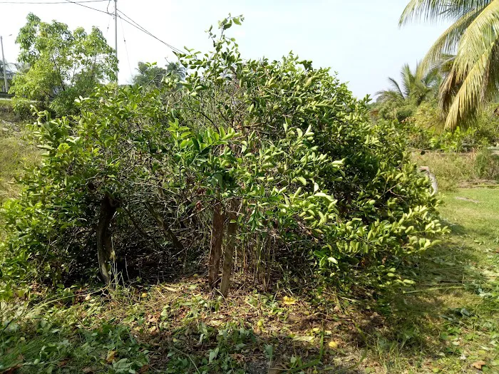 Taman Penjom Indah Picture 7