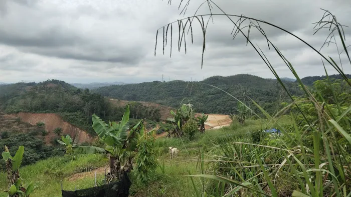 CC Lim Durian Plantation Picture 1