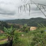 CC Lim Durian Plantation
