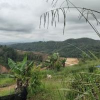 CC Lim Durian Plantation ico