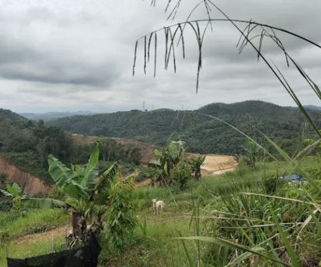 CC Lim Durian Plantation