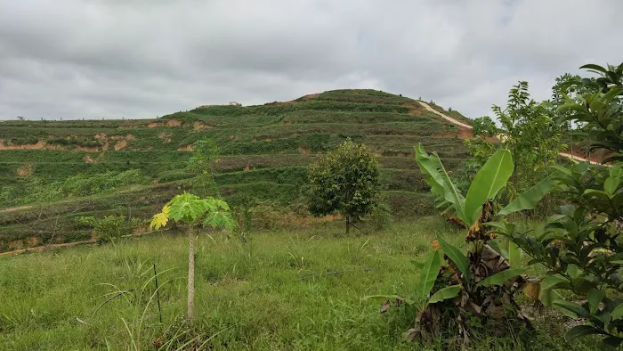 CC Lim Durian Plantation Picture 5